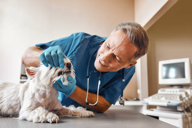 Best Emergency Dental Services for Seniors in Wilmington Island, GA